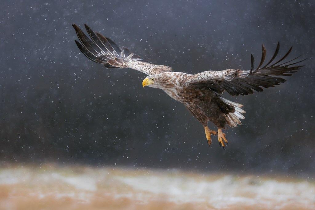 SEEADLER MÄNNER