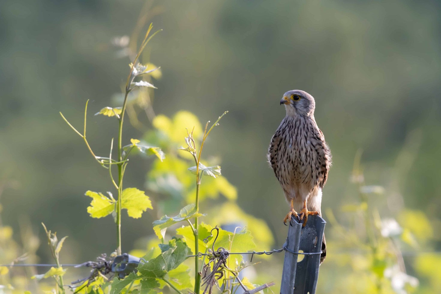 TURMFALKE FRAUEN