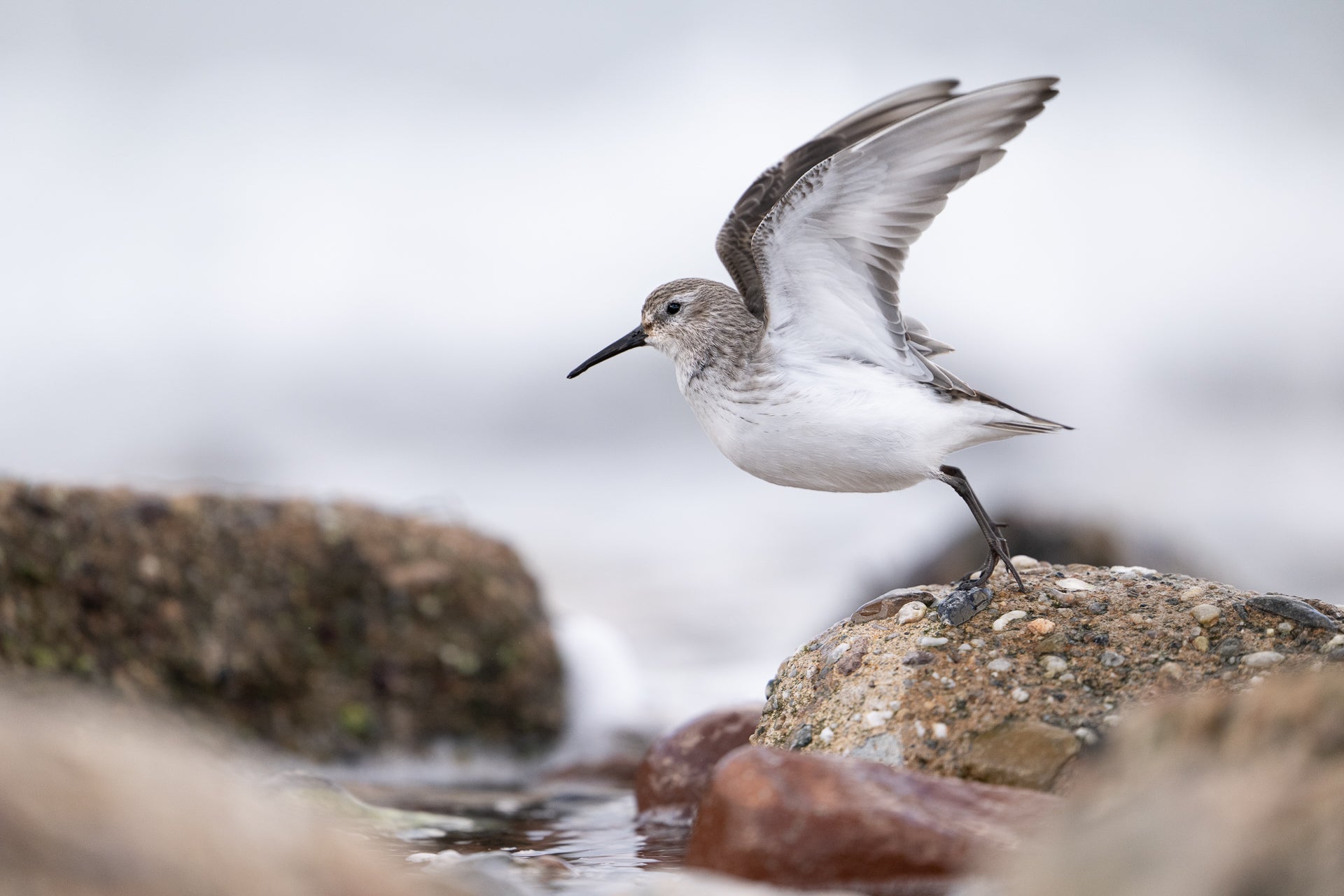 ALPENSTRANDLÄUFER FRAUEN