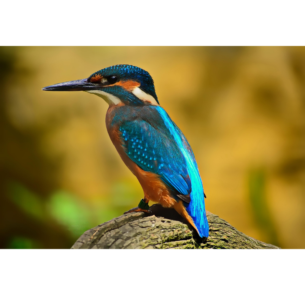 Eisvogel