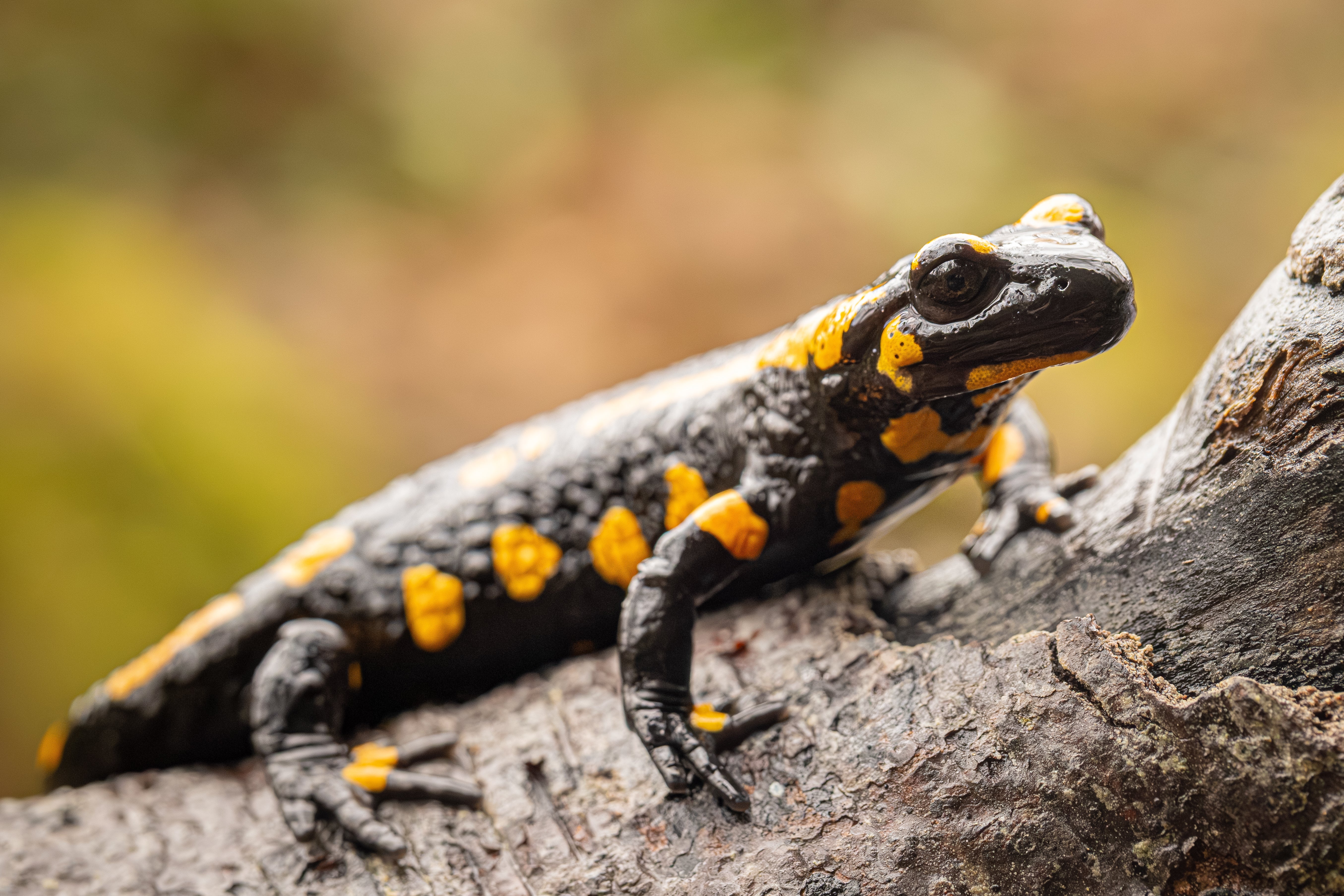 Feuersalamander