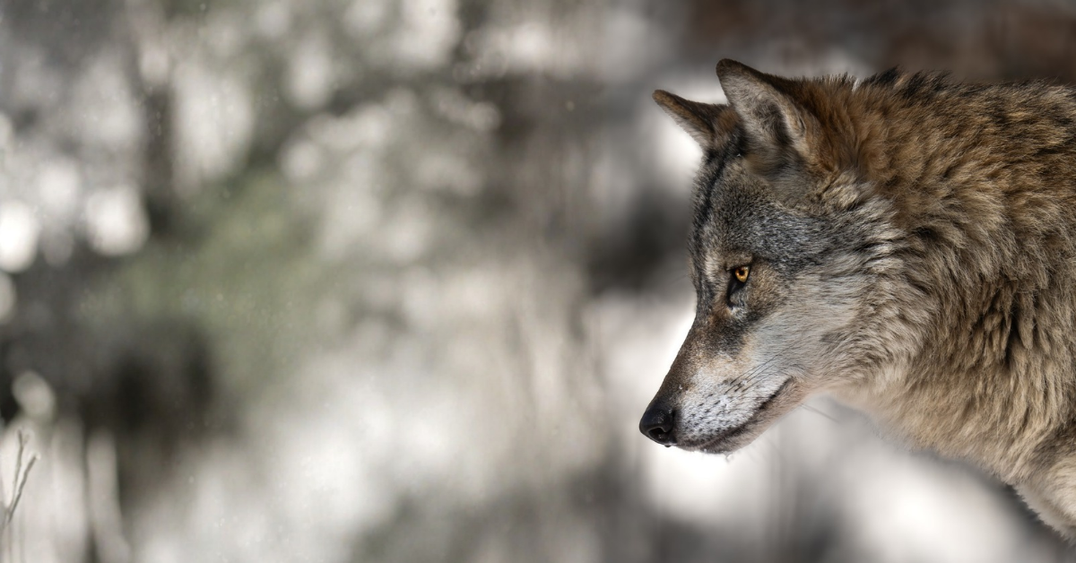 EURASISCHER GRAUWOLF FRAUEN