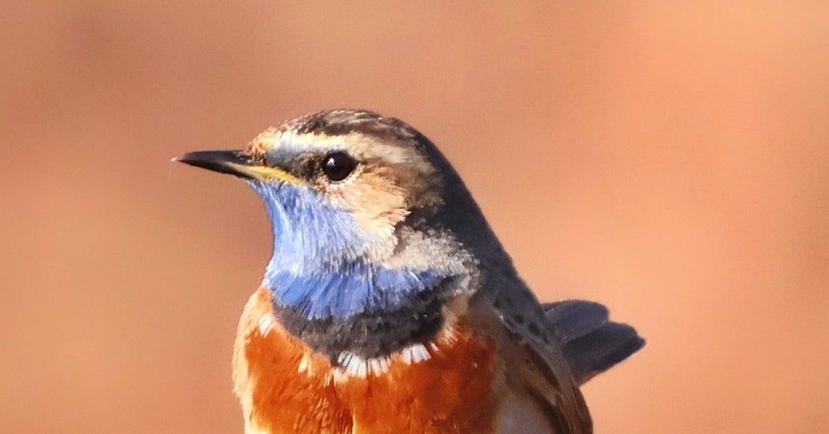 BLAUKEHLCHEN FRAUEN