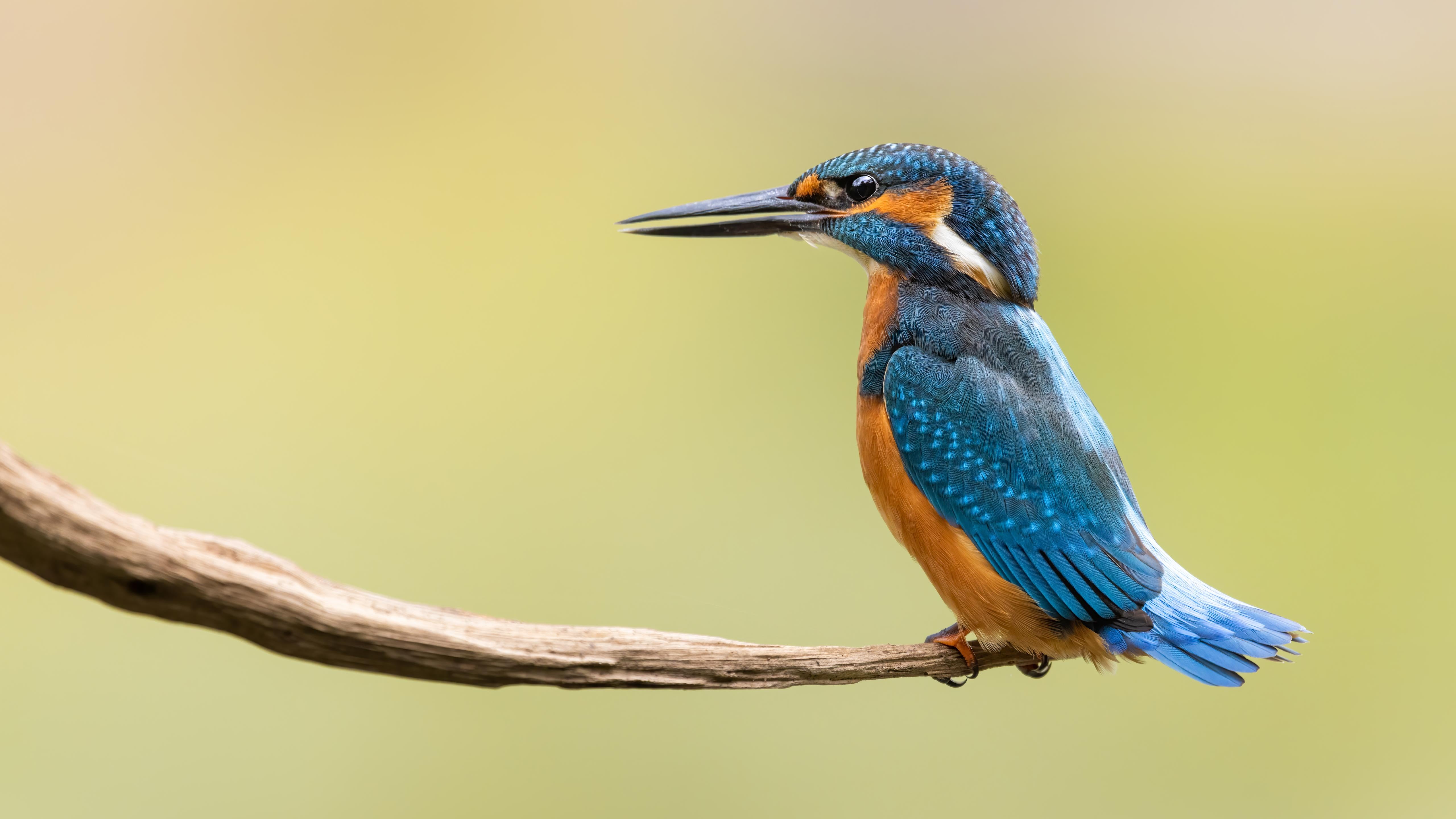 EISVOGEL KINDER