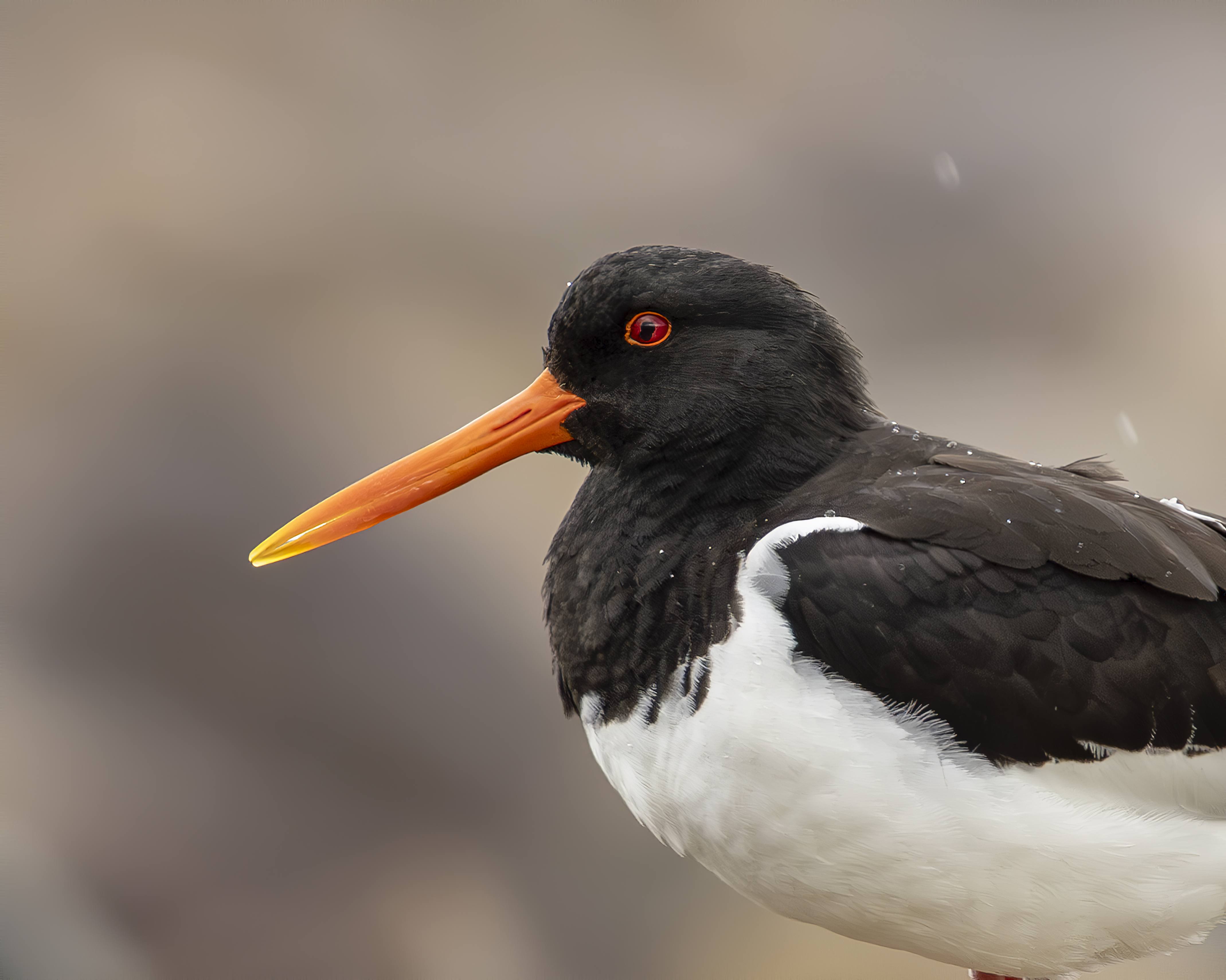 AUSTERNFISCHER MÄNNER