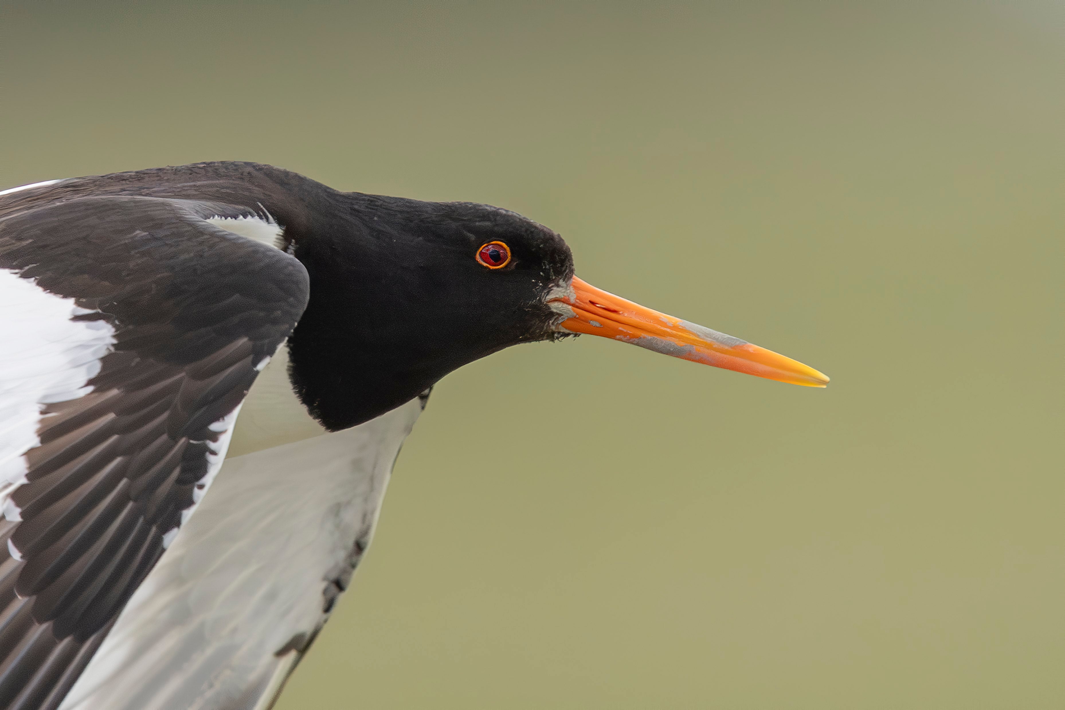 AUSTERNFISCHER FRAUEN