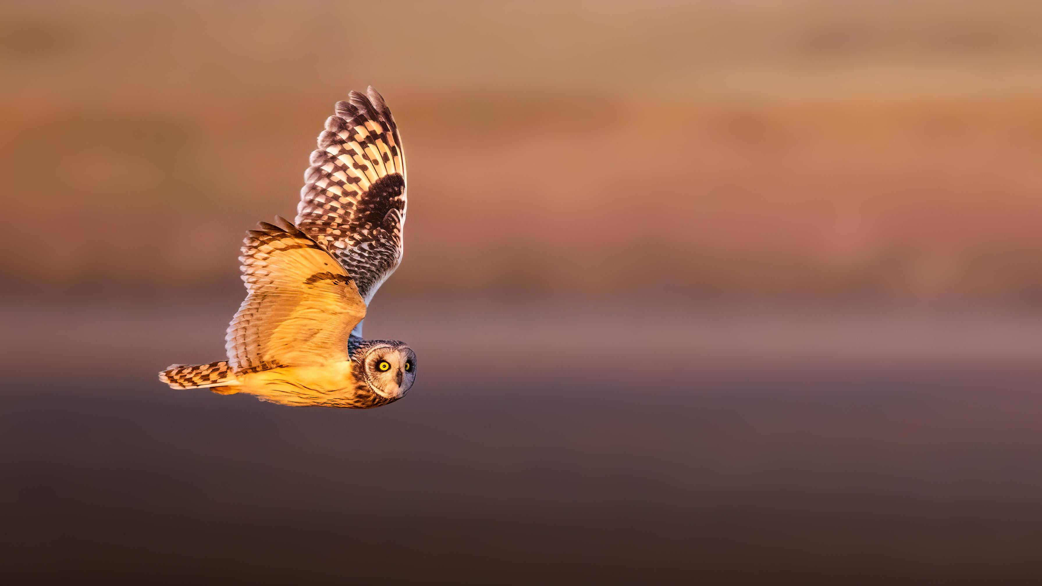 SUMPFOHREULE MÄNNER