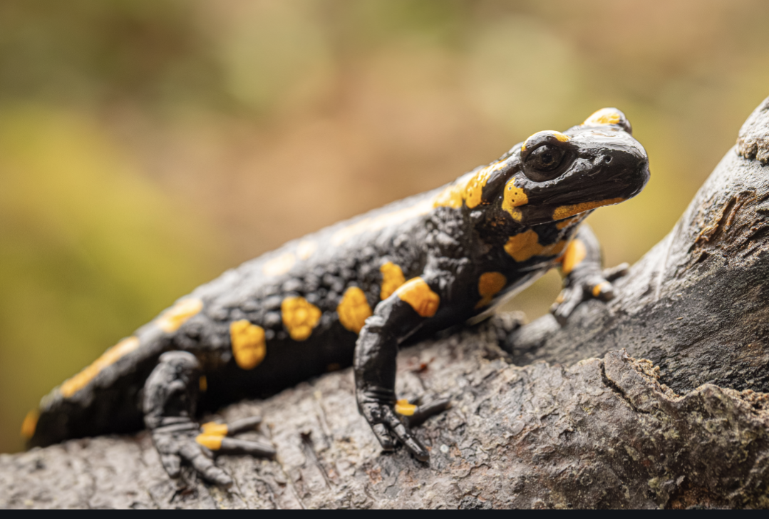 FEUERSALAMANDER FRAUEN