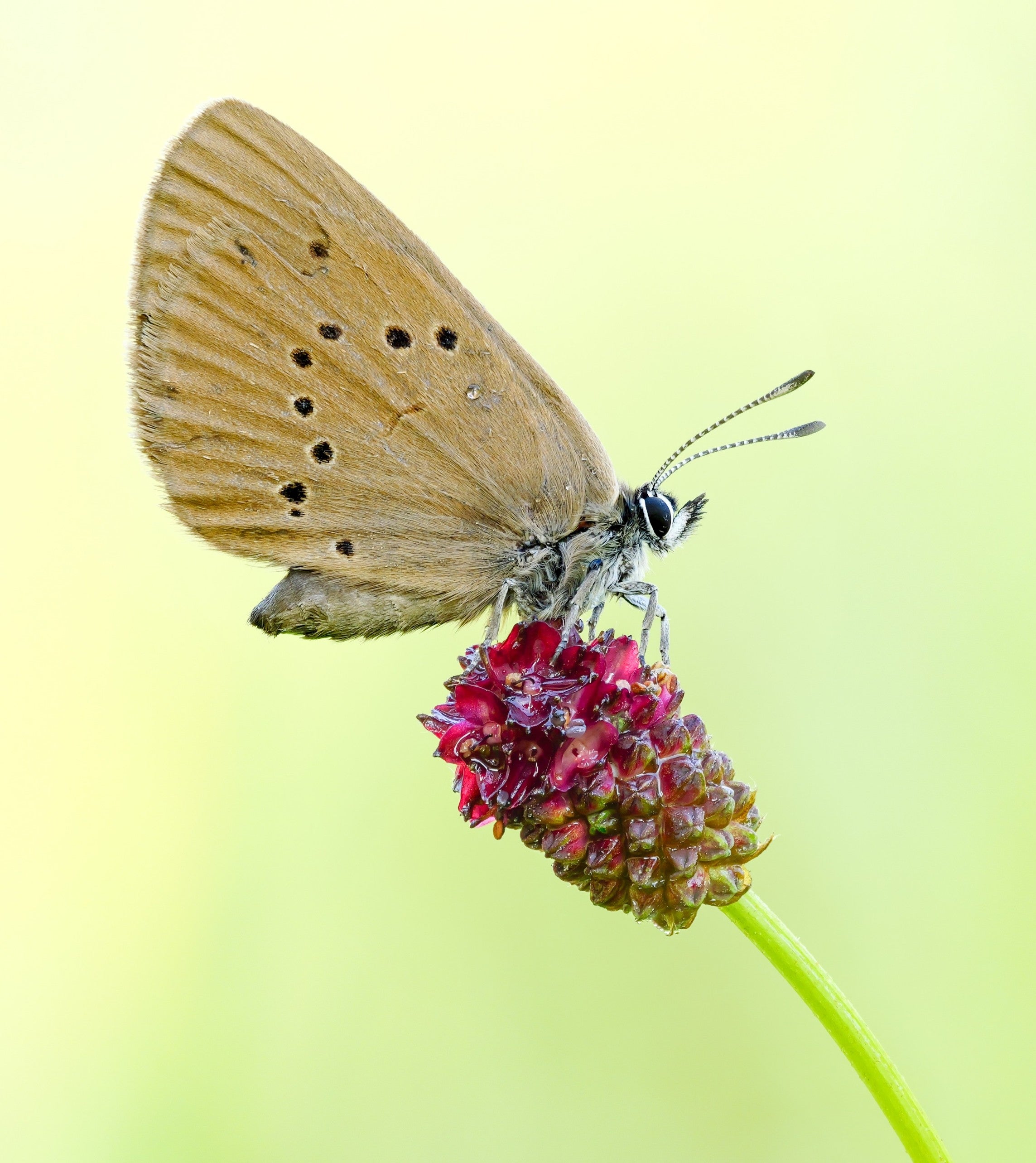 DUNKLER WIESENKNOPF-AMEISENBLÄULING FRAUEN